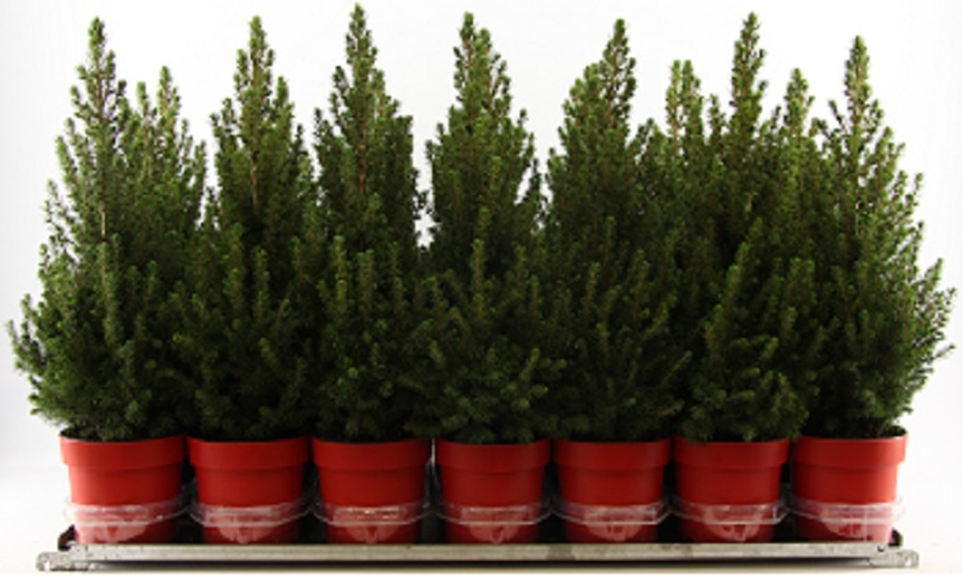 Picea gl. 'December' - C3 50-60 CM Red pot